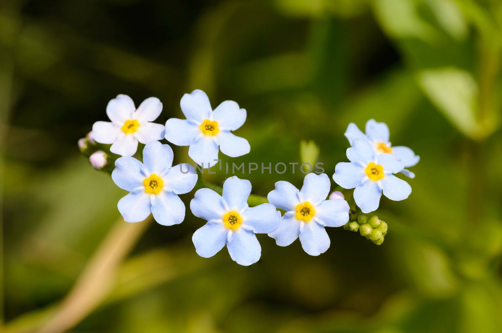 Little blue Myosotis flowers, also called forget me not , under the warm summer sun rays