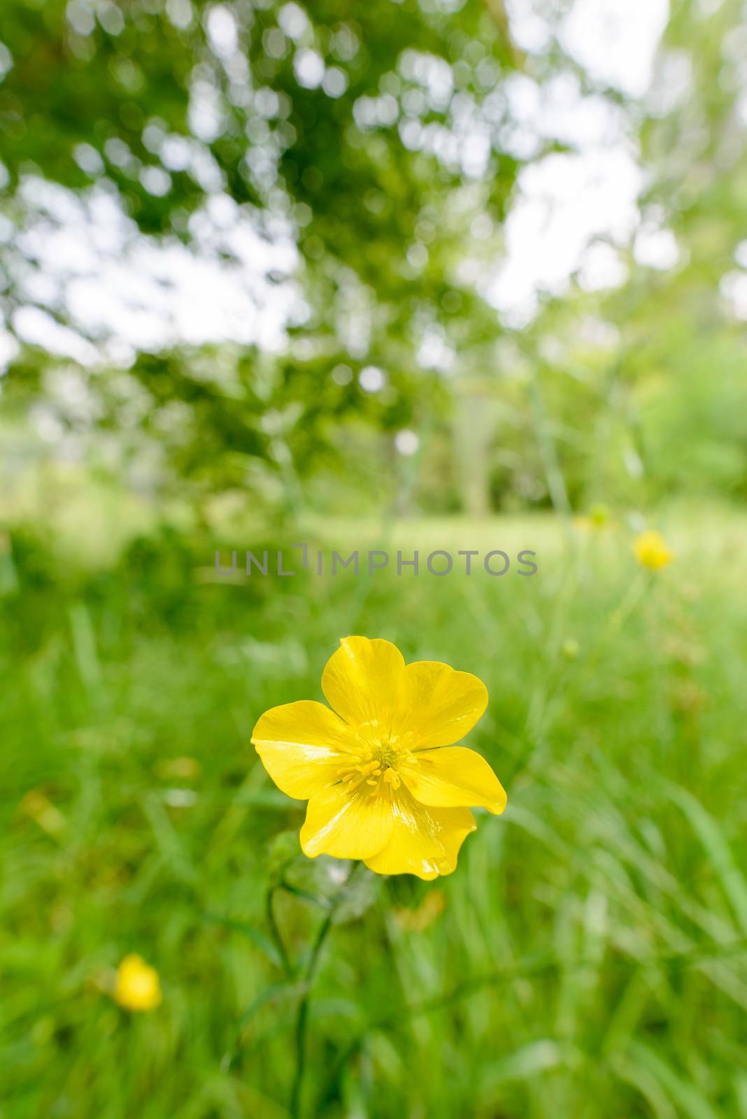 Yellow Ranunculus Repens, also called Buttercup, in the meadow, under the warm summer sun