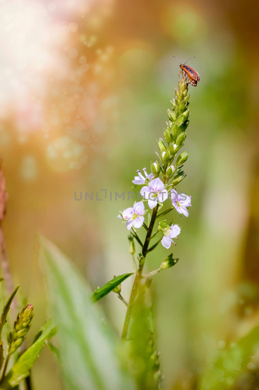 Purple Loosestrife Beetle on a Water Speedwell Flower by MaxalTamor