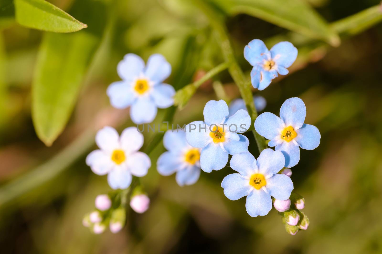 Little blue Myosotis flowers, also called forget me not , under the warm summer sun rays