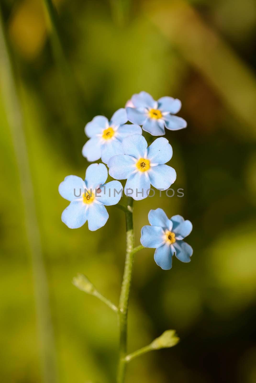 Little blue Myosotis flowers, also called forget me not , under the warm summer sun rays