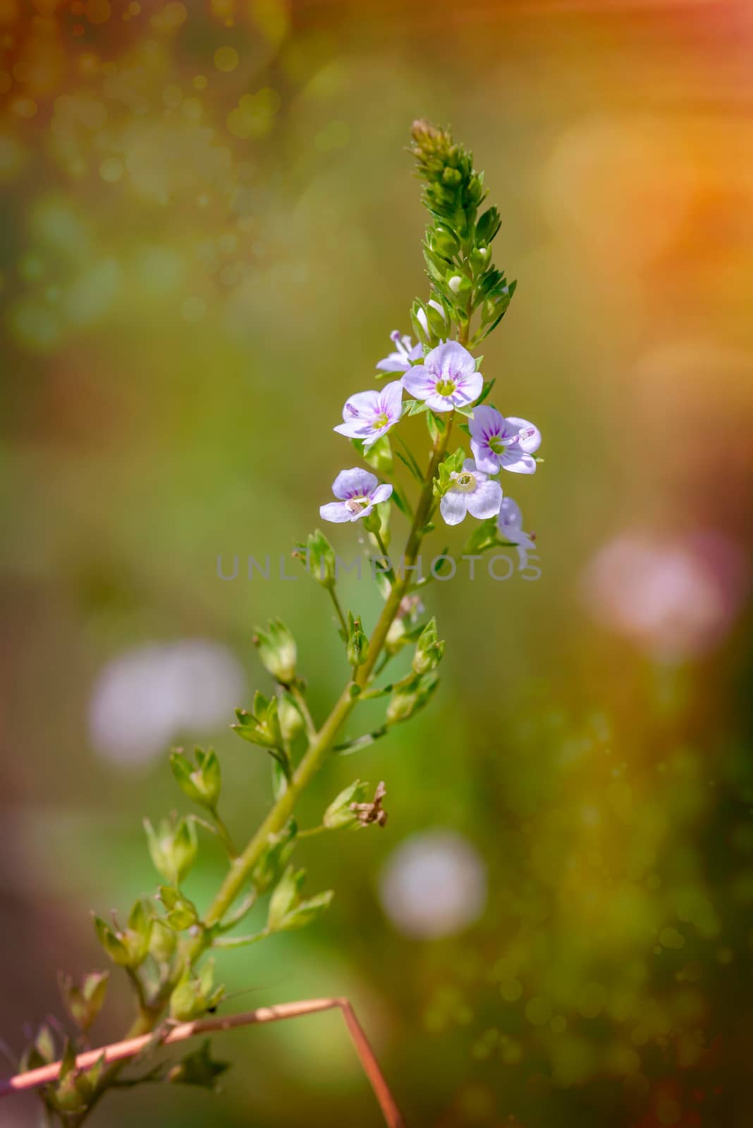 Veronica, Water Speedwell Flower by MaxalTamor