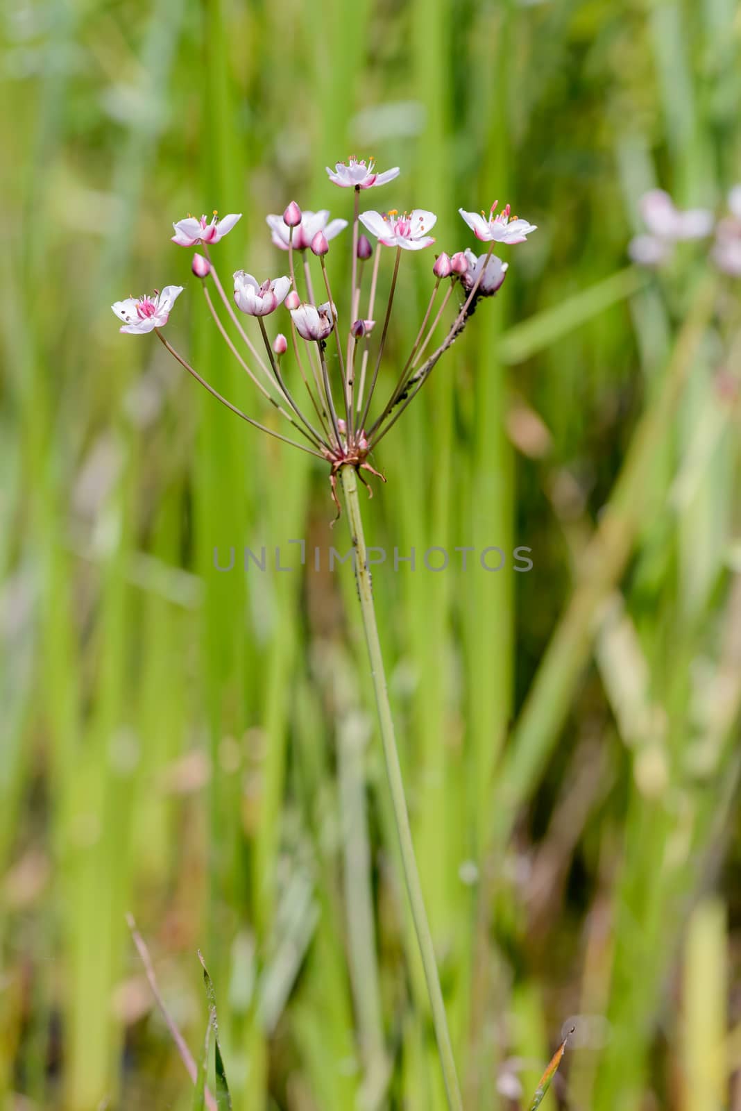 Pink and white Butomus umbellatus flowers growing near a lake in Kiev the capital of Ukraine