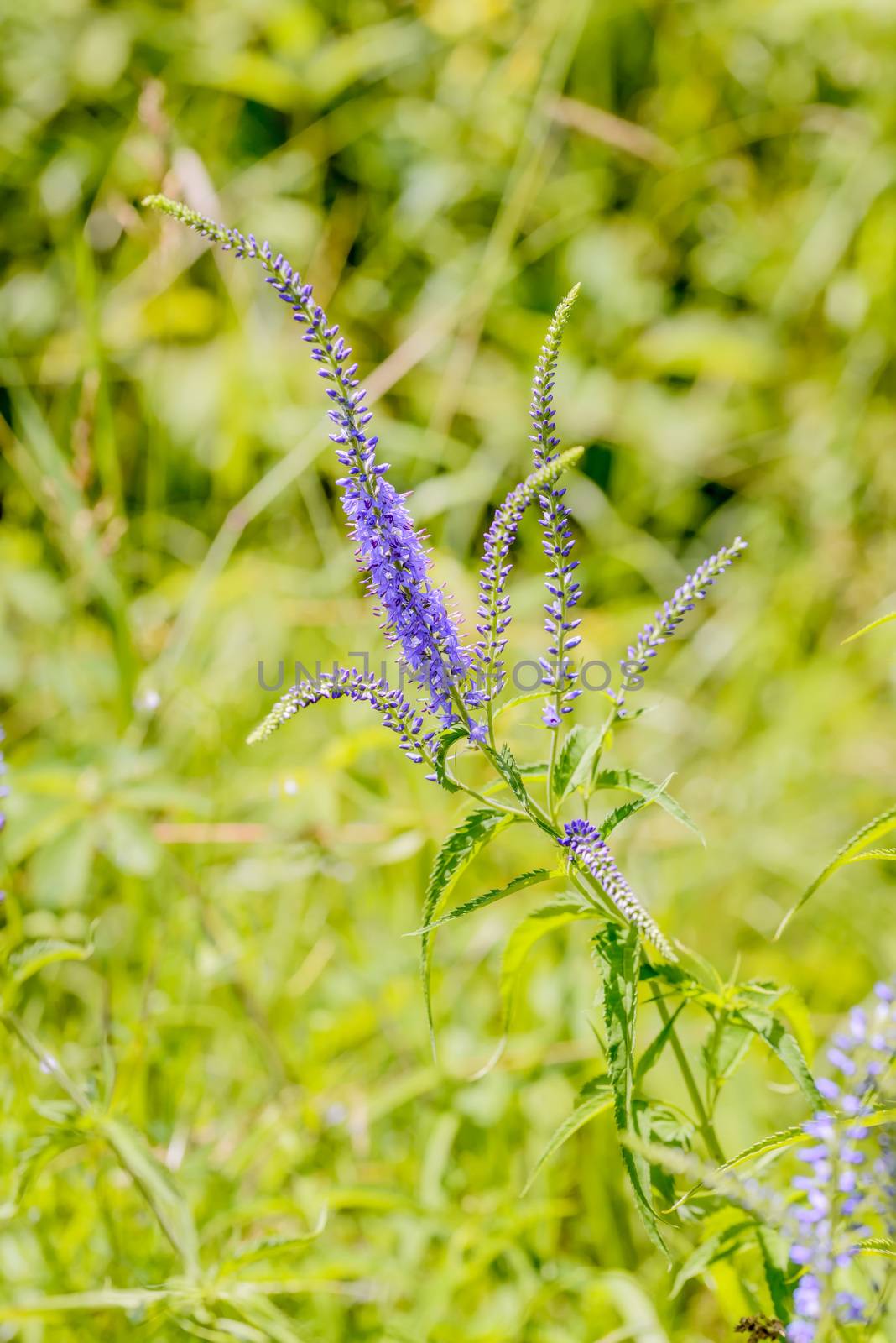 Pseudolysimachion longifolium (Veronica longifolia) also known as garden speedwell or longleaf speedwell, growing in the meadow under the warm summer sun