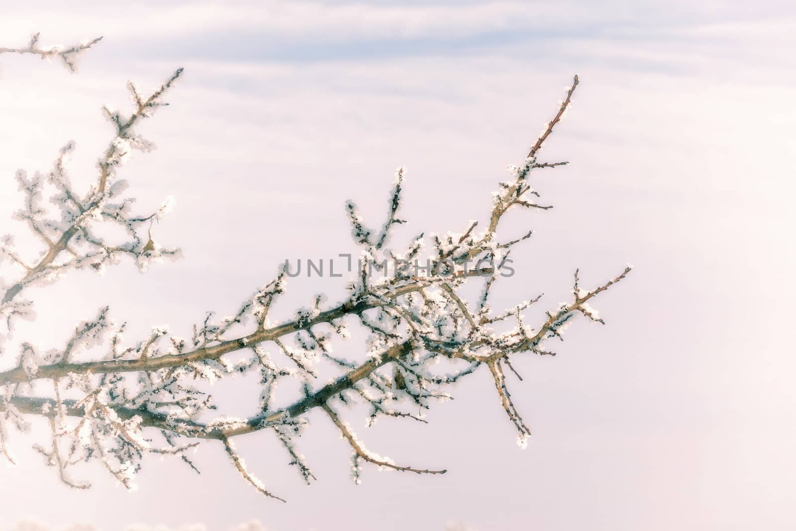 Tree branches covered by snow and frost in winter, close to the Dnieper river in Ukraine