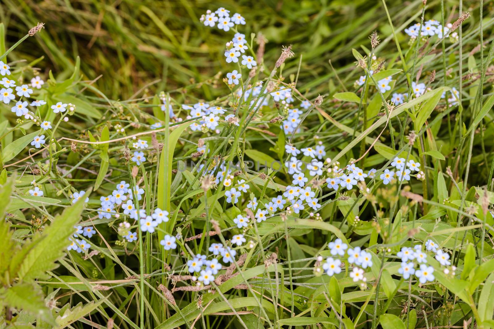 Little blue Myosotis flowers, also called forget me not , under the warm summer sun rays