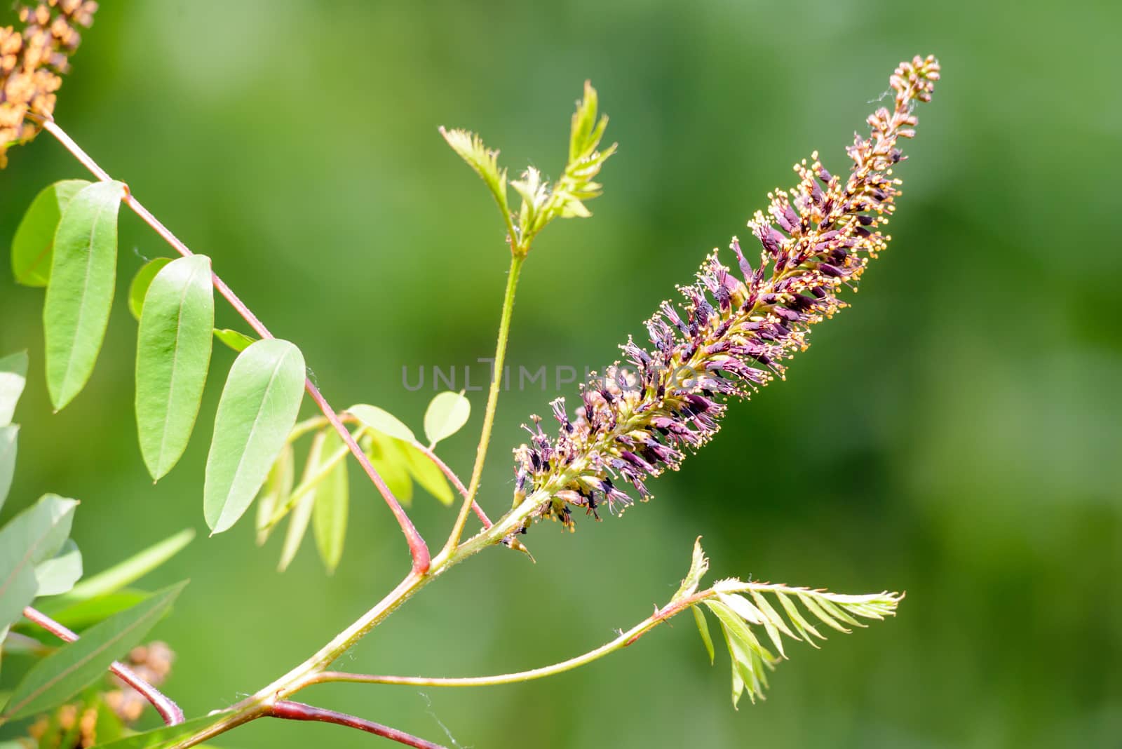 Amorpha fruticosa Flower by MaxalTamor