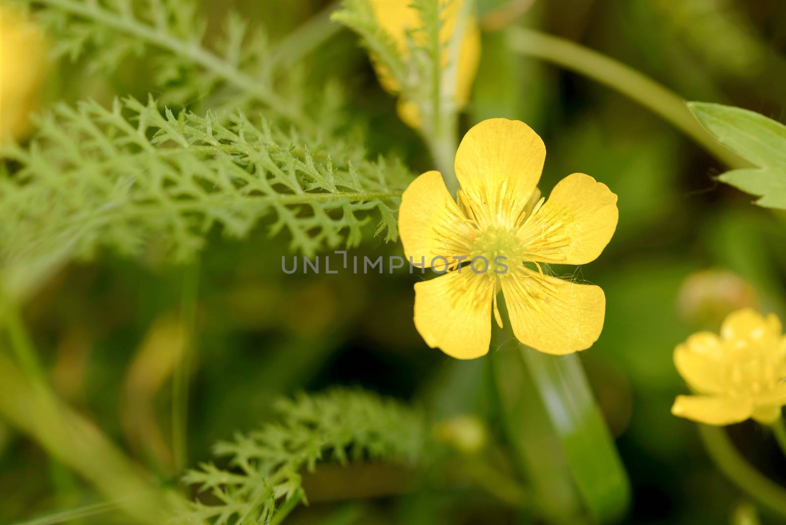 Yellow Ranunculus Repens, also called Buttercup, in the meadow, under the warm summer sun