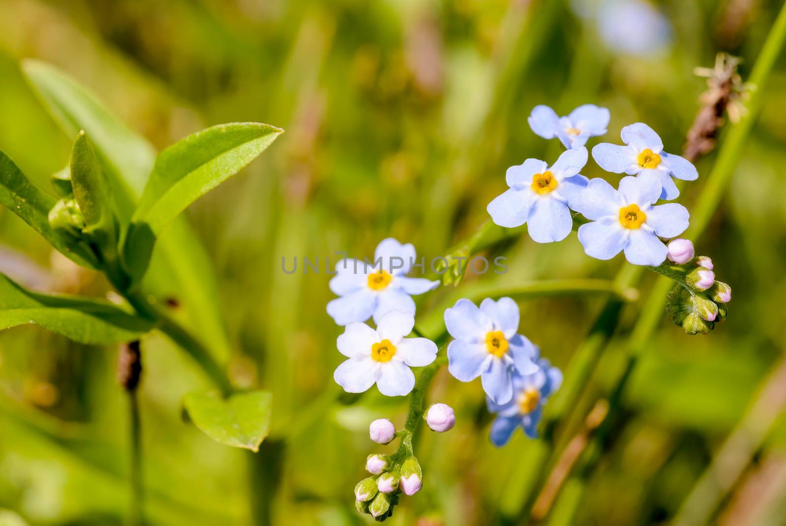 Little blue Myosotis flowers, also called forget me not , under the warm summer sun rays