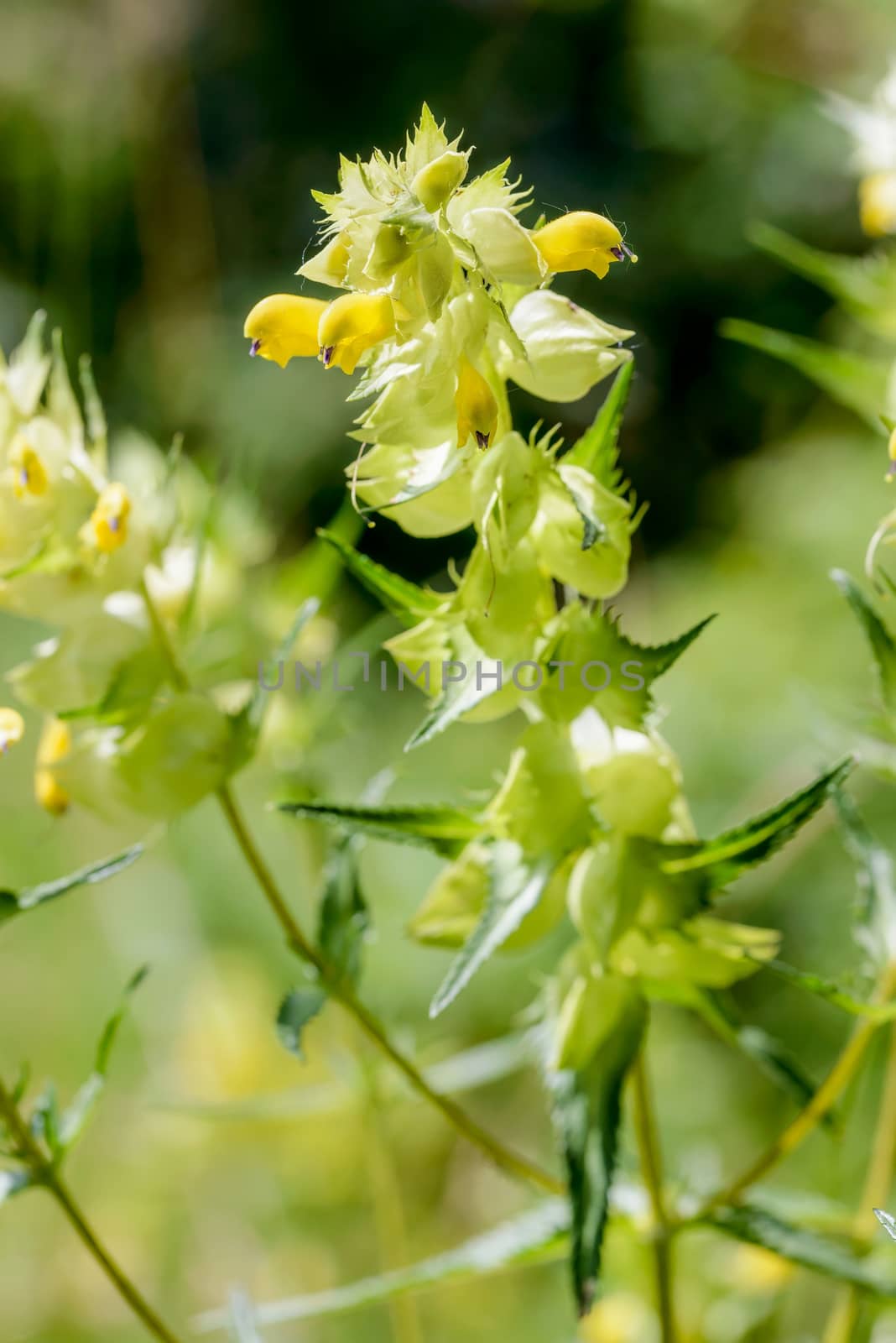 A Rhinanthus Angustifolius or Greater Yellow-rattle in the meadow under the warm summer sun