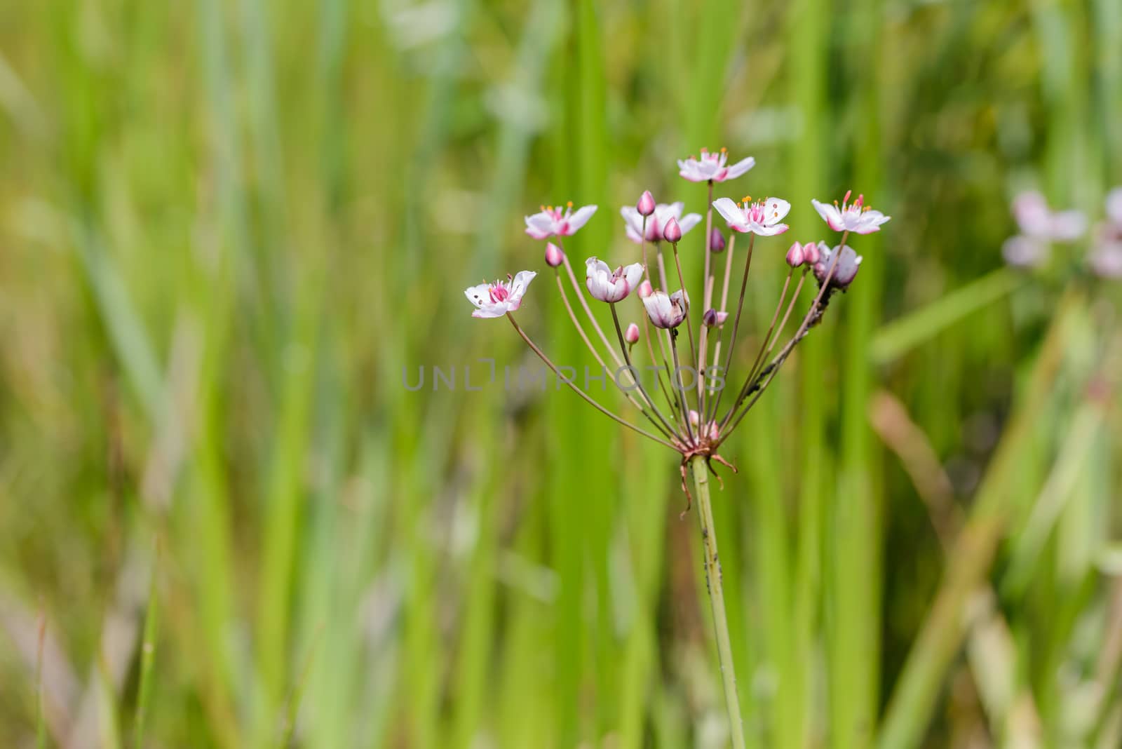 Pink and white Butomus umbellatus flowers growing near a lake in Kiev the capital of Ukraine