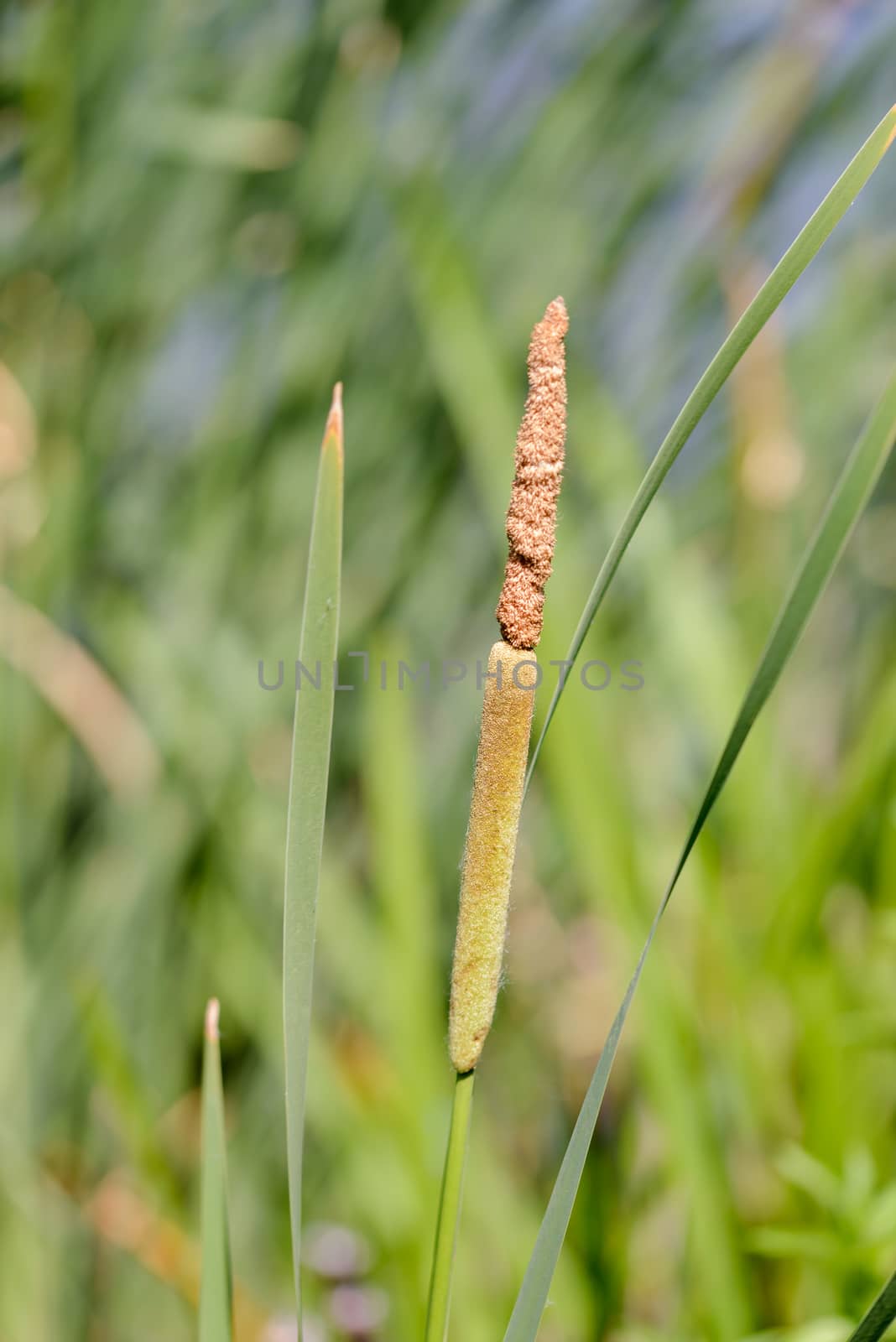 Young Reed's Cattail Detail by MaxalTamor