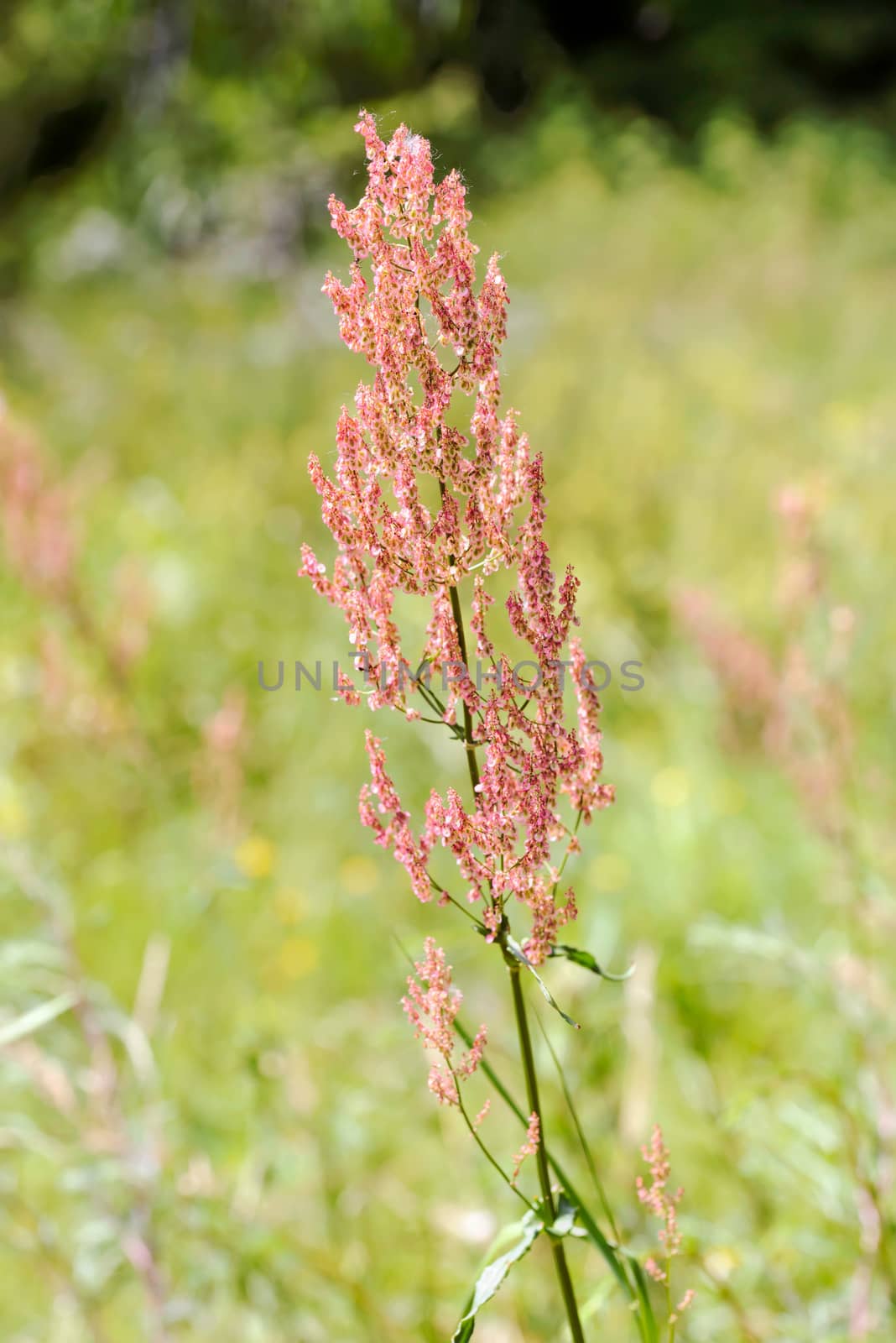 Rumex Acetosella in the Meadow by MaxalTamor