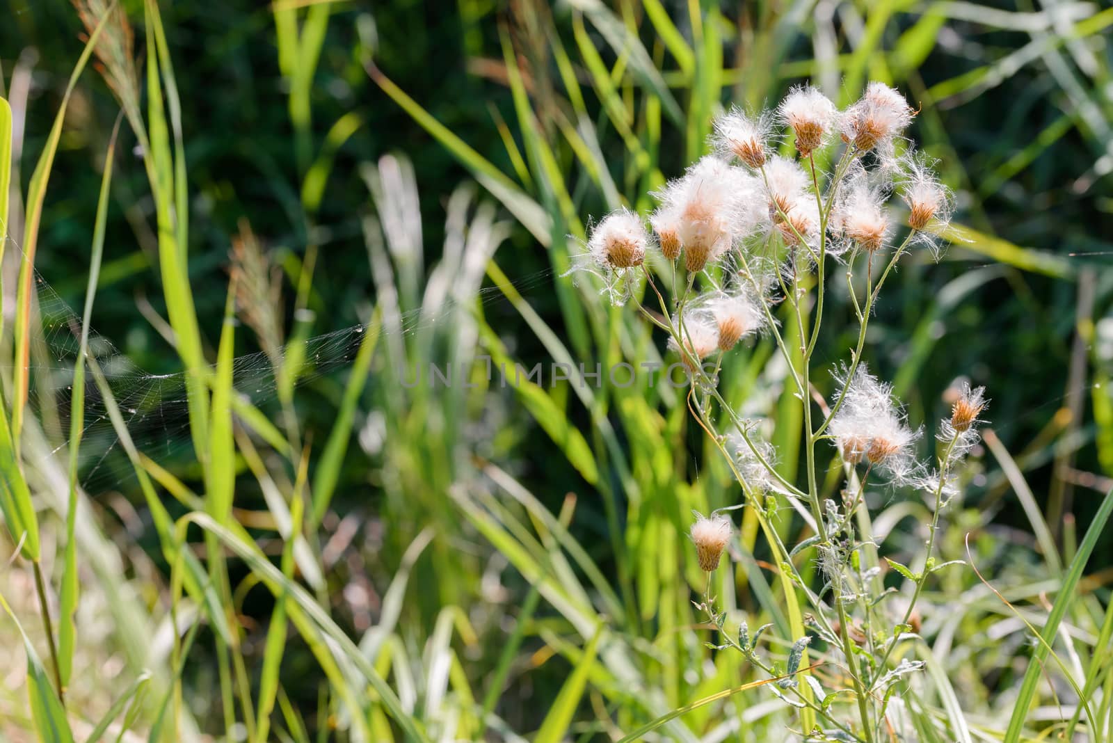 Cirsium Arvense with Pappus by MaxalTamor