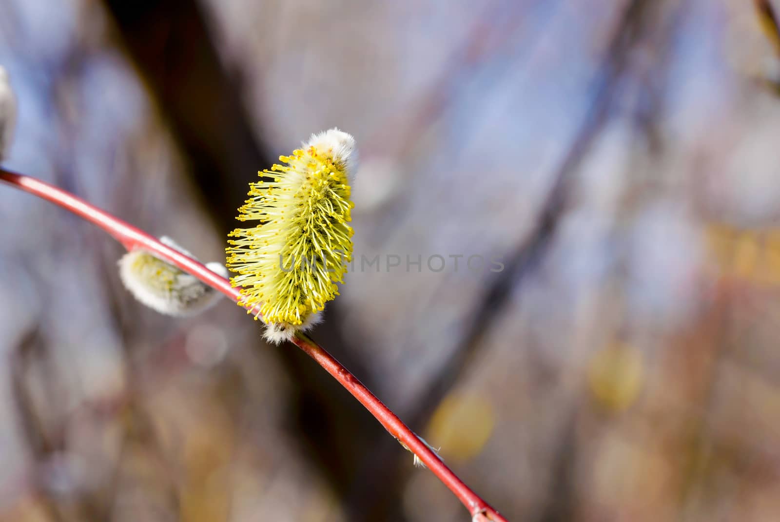 Male catkin willow flower on a tree branch in spring