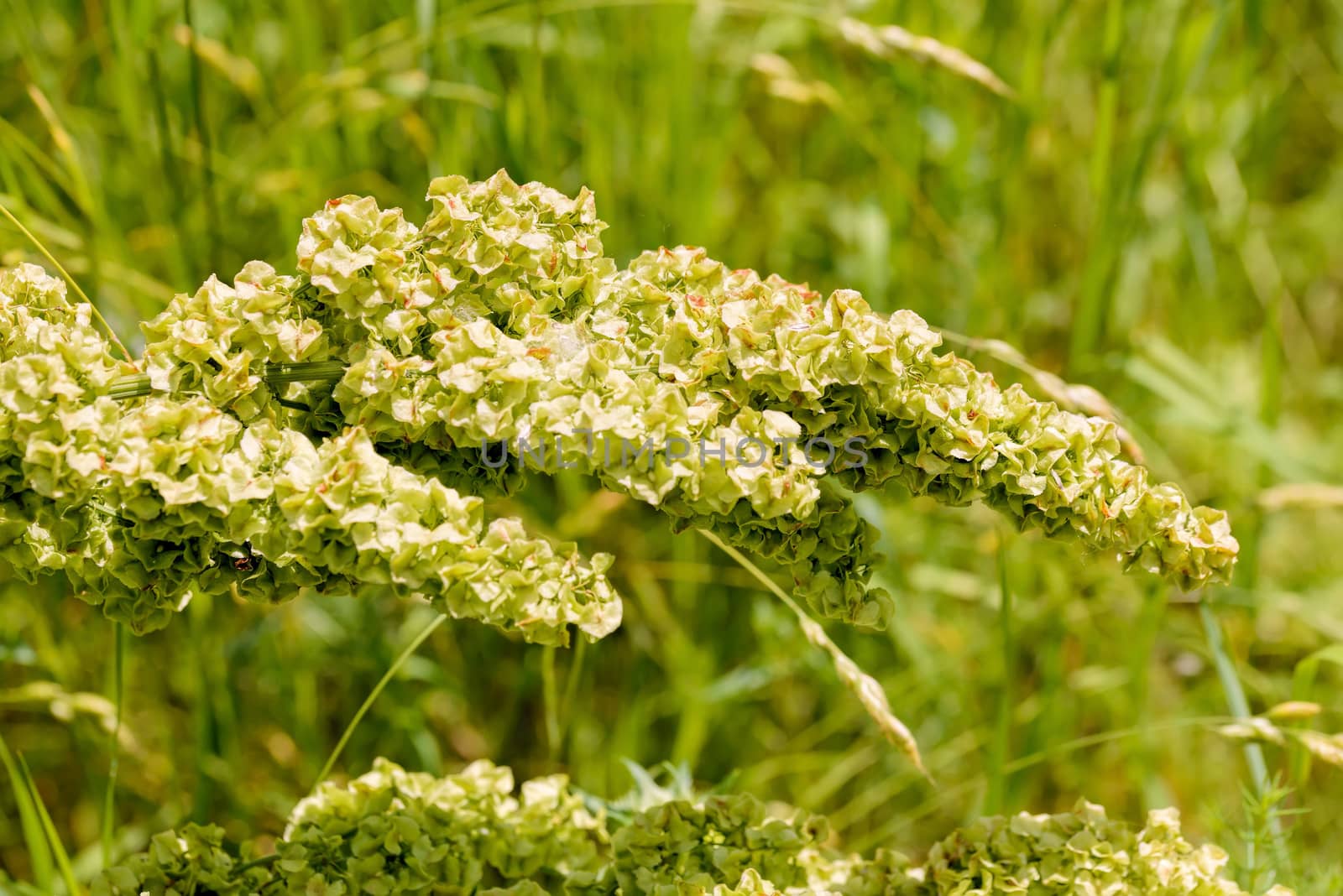 Closeup detail of Rumex Crispus Flower under the warm summer sun