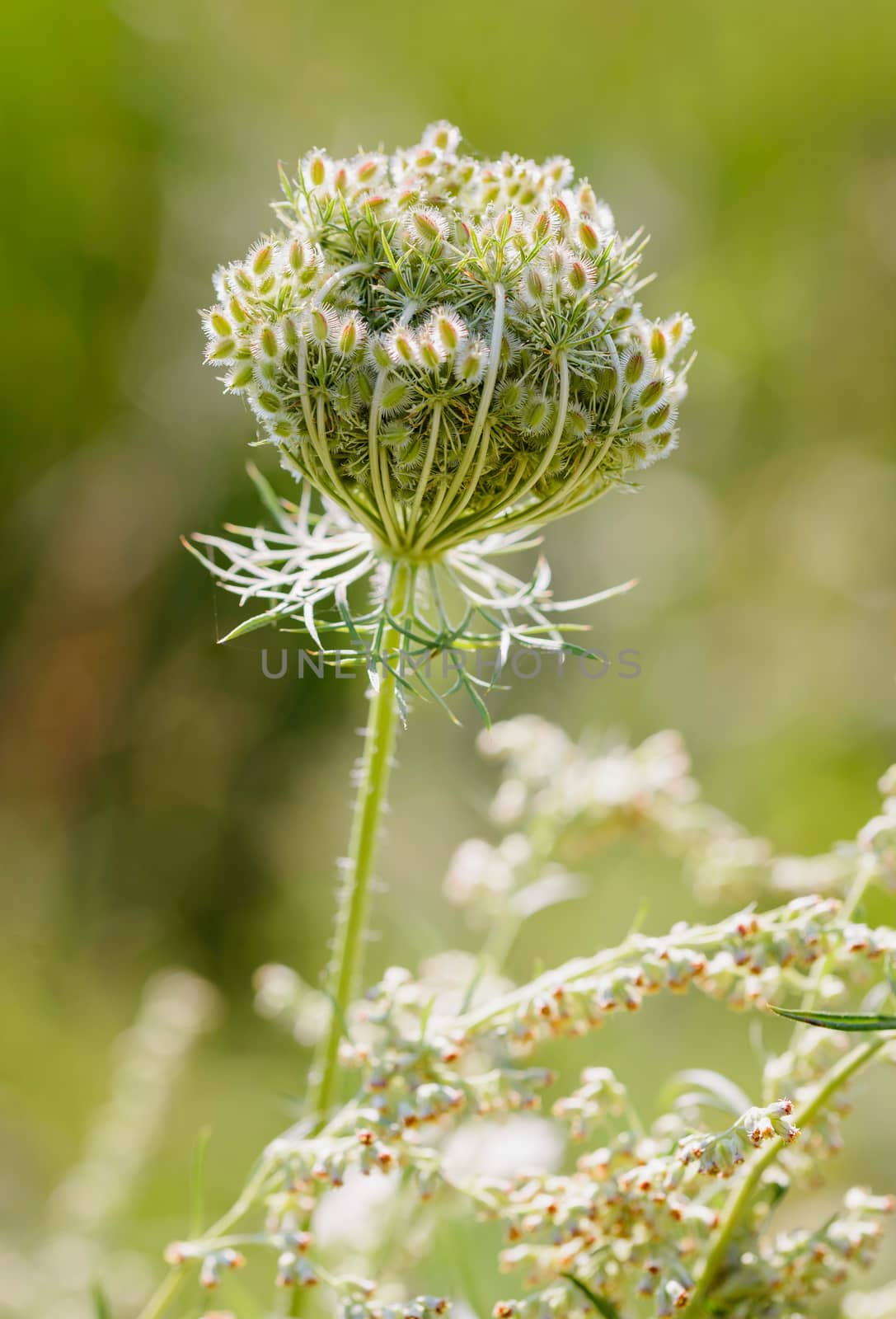 Daucus Carota Flower by MaxalTamor