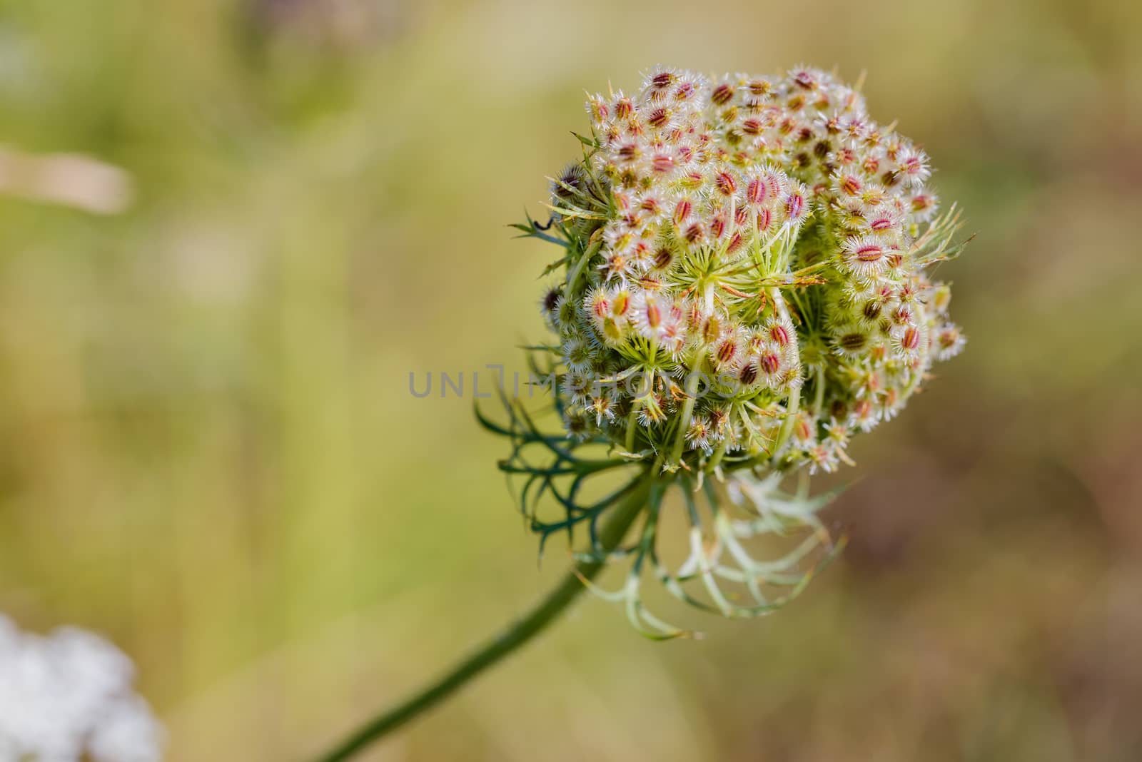 Daucus Carota Flower by MaxalTamor