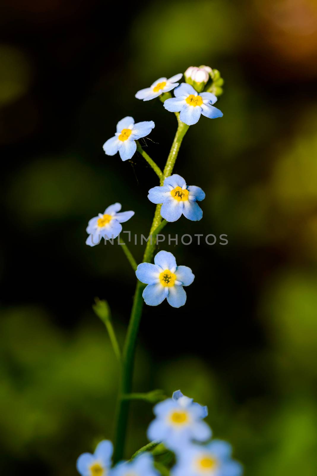 Little blue Myosotis flowers, also called forget me not , under the spring sun rays, with a dark background