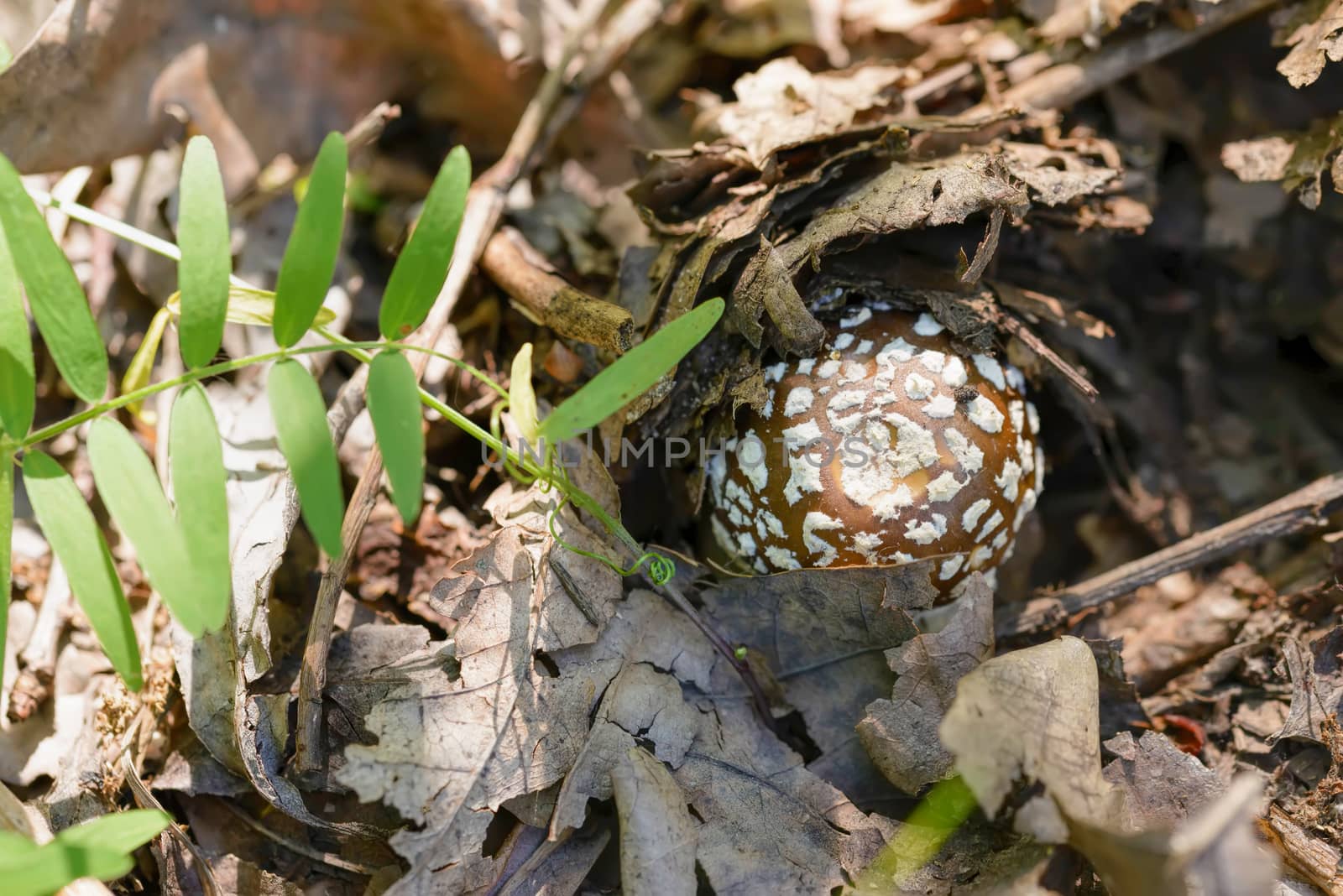 Young Amanita Pantherina by MaxalTamor