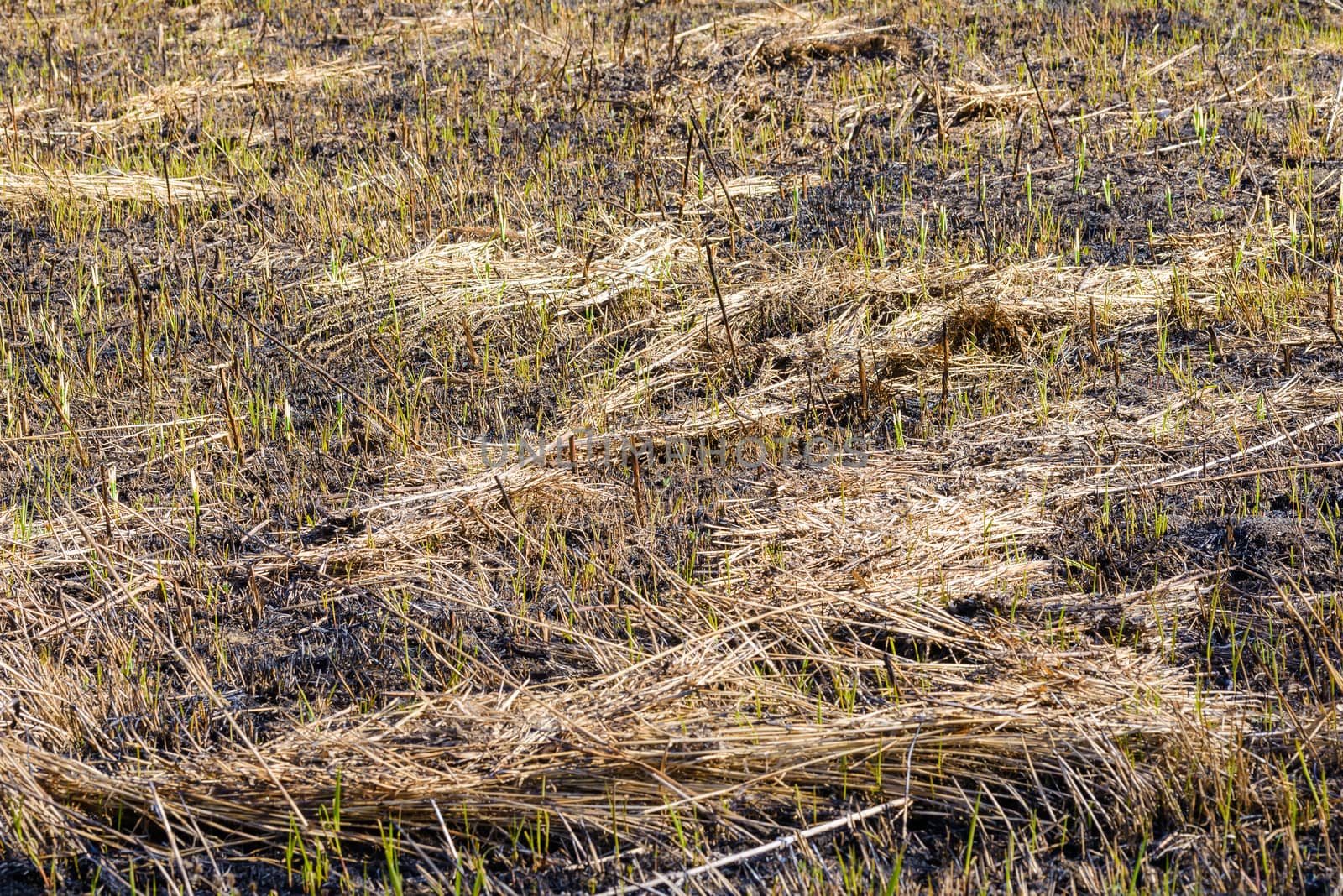 Burnt land at the beginning of spring by MaxalTamor