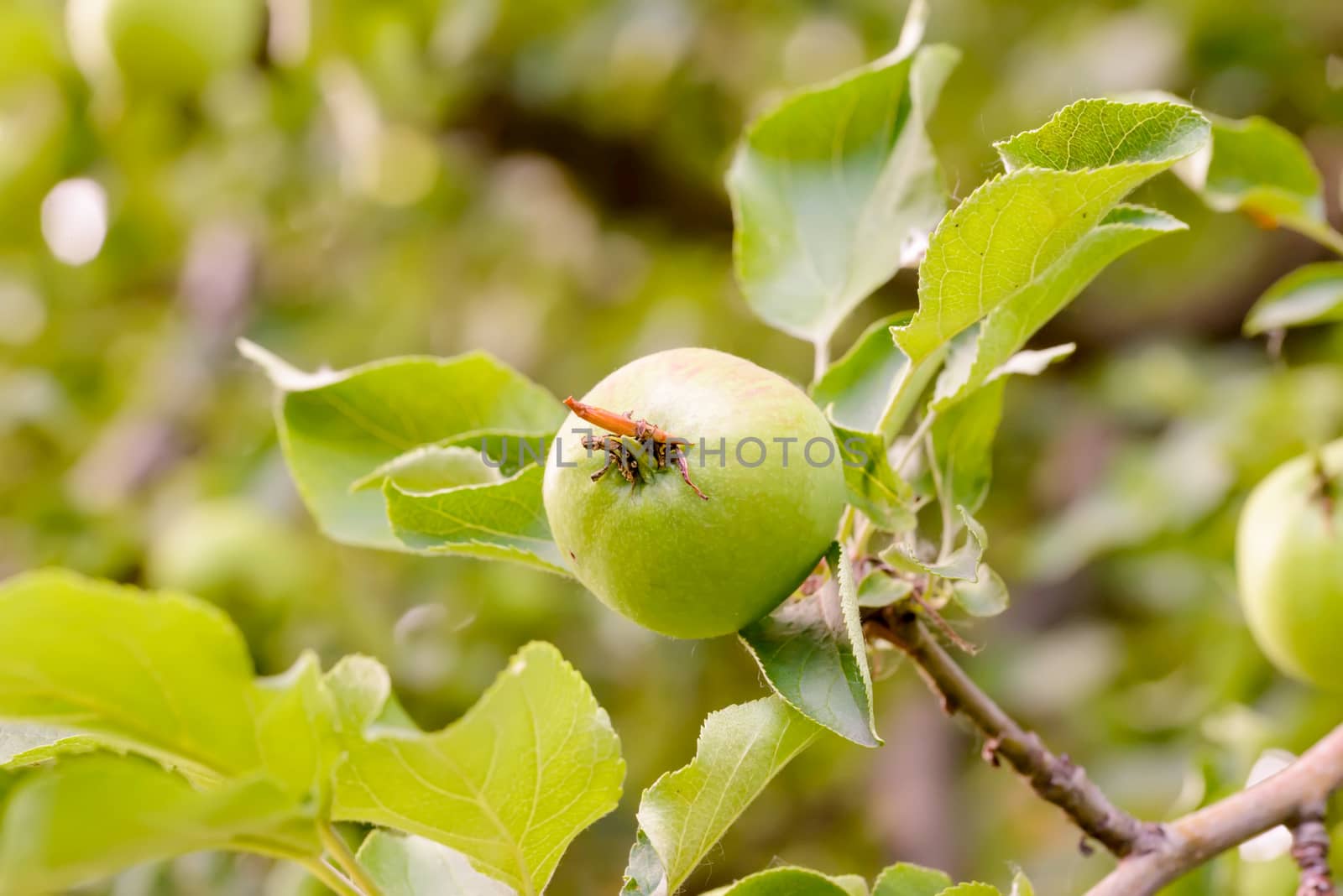 Young little wild apples on the tree at the end of spring