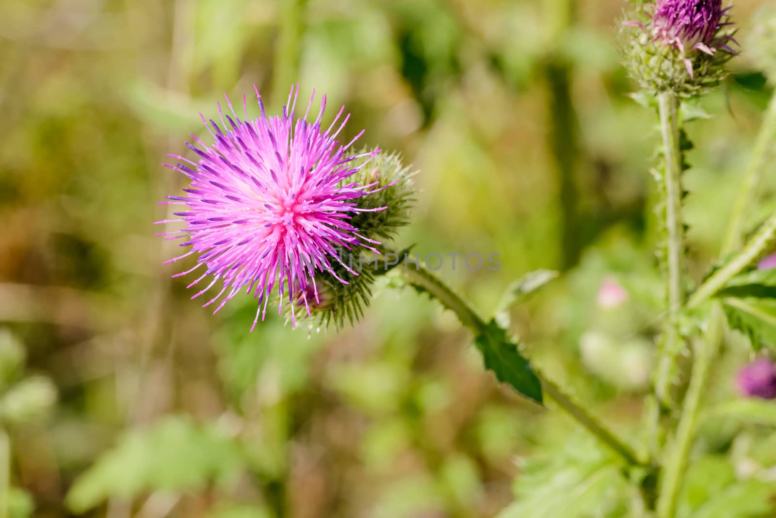 The Cirsium arvense, also called creeping thistle, is a thistle blooming in the fields and meadows