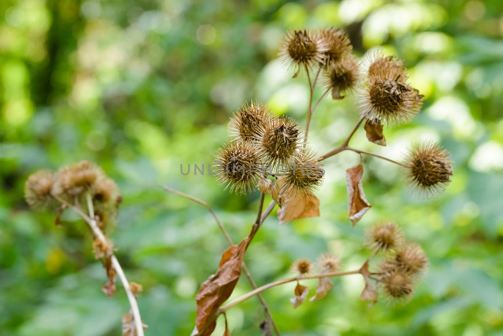 Arctium Lappa With Fruit by MaxalTamor