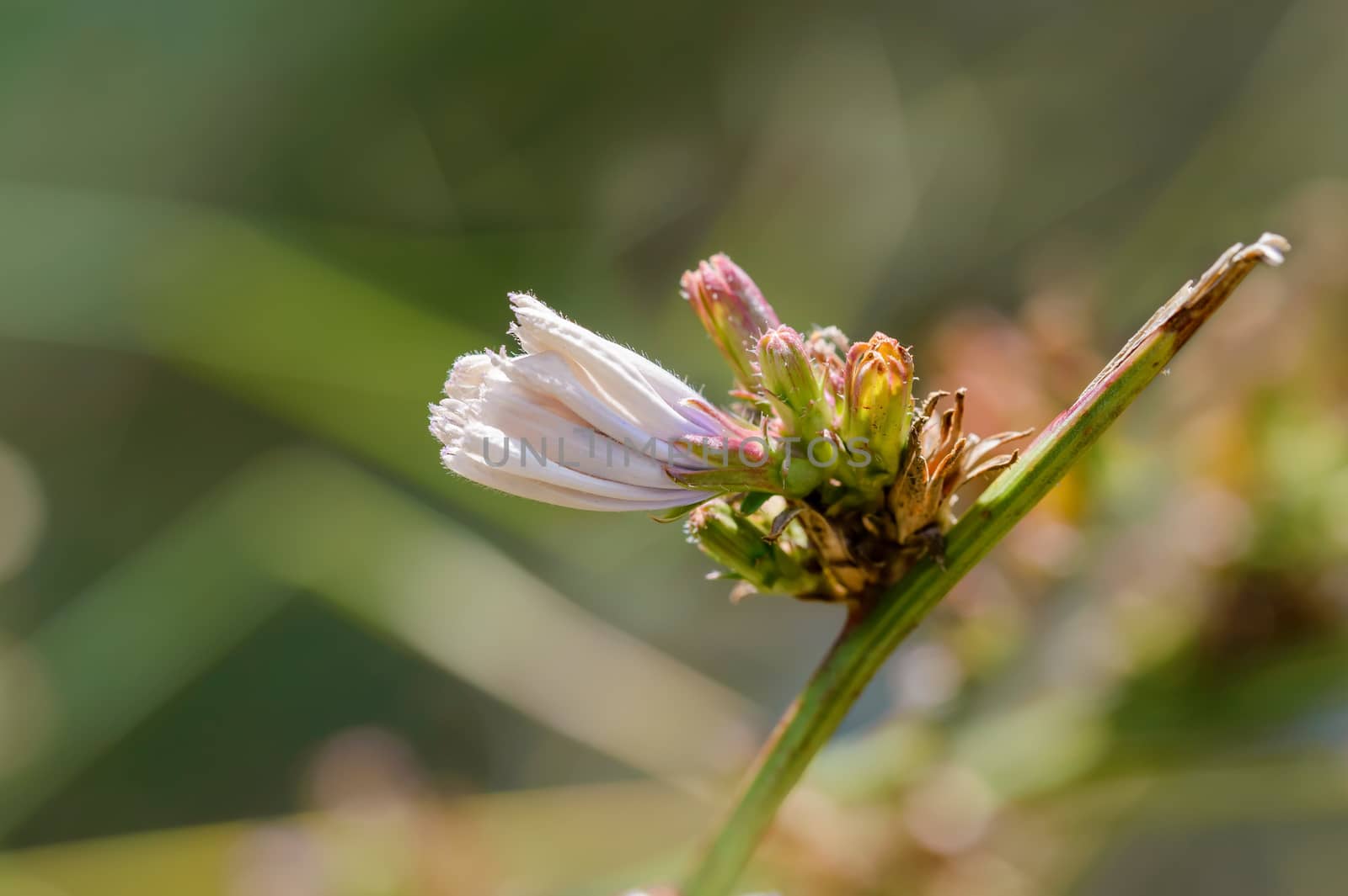 Closed Flower of Cichorium Intybus or Chicory by MaxalTamor