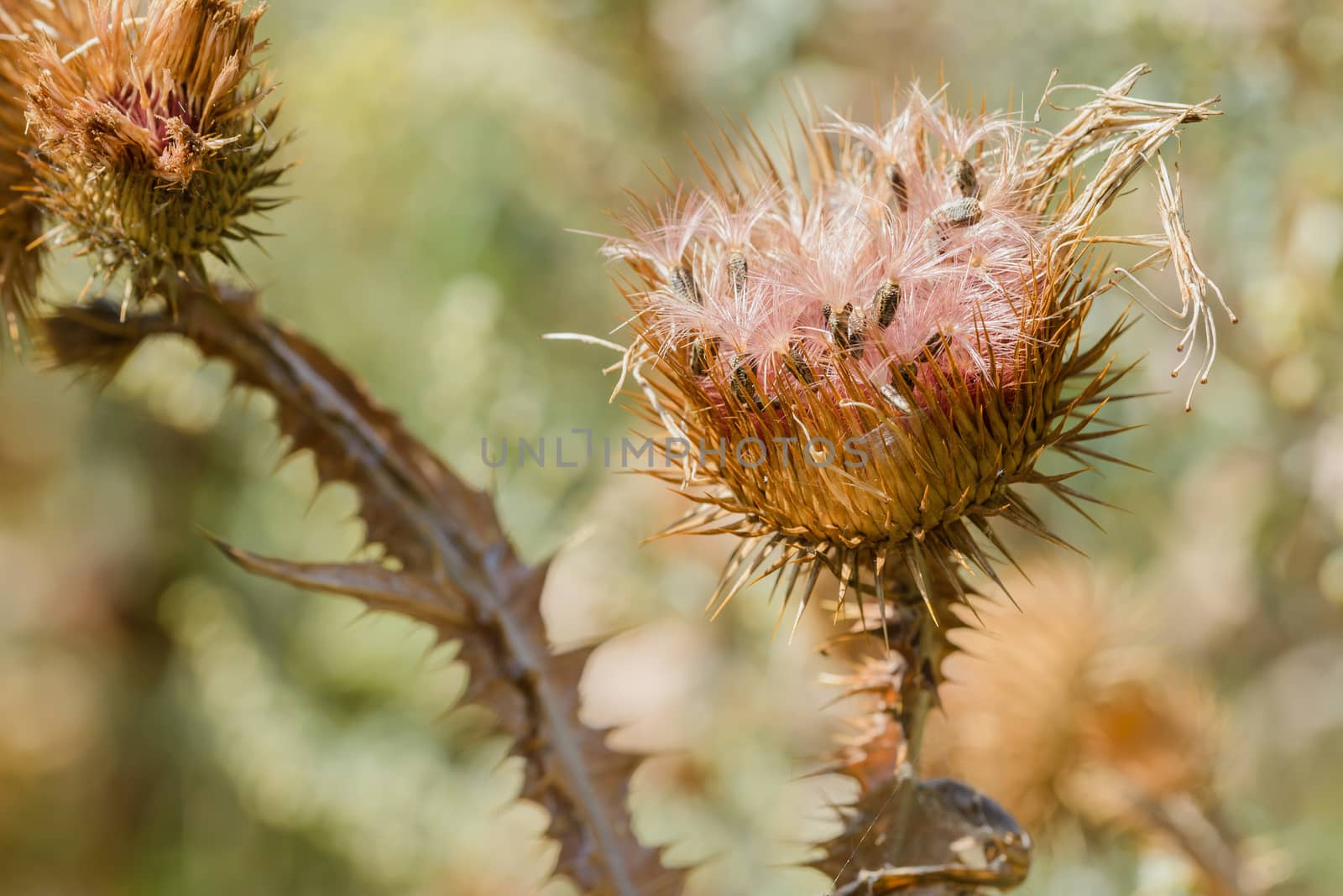 Dry Cirsium Vulgare by MaxalTamor