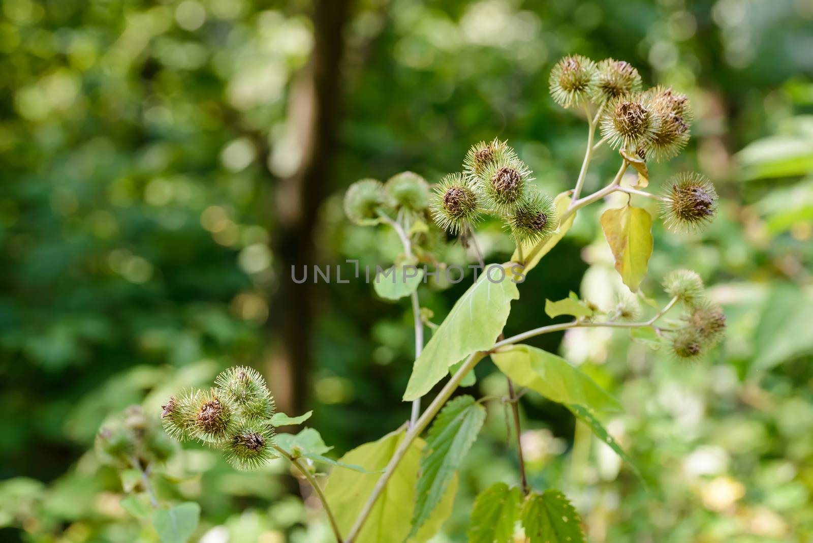 Arctium lappa, commonly called greater burdock, gobo, edible burdock, lappa, beggar's buttons, thorny burr, or happy major is a Eurasian species of plants in the sunflower family