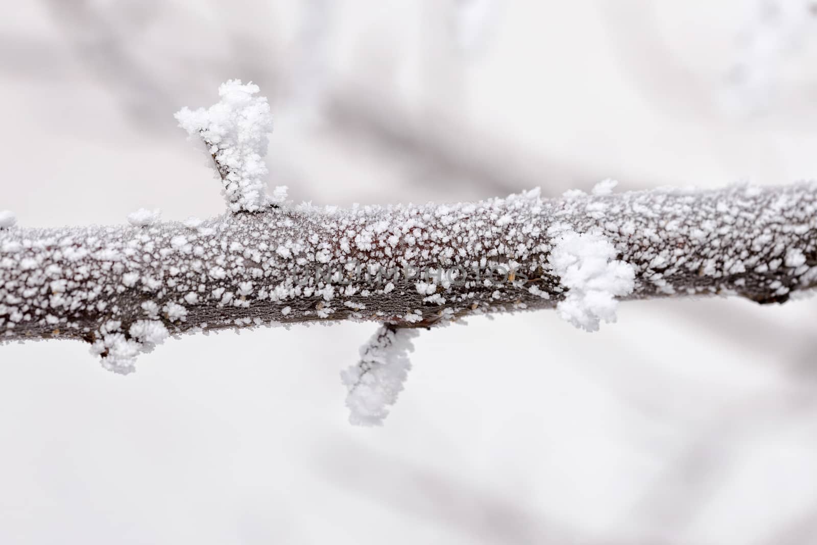 Macro of a Branch With Snow by MaxalTamor