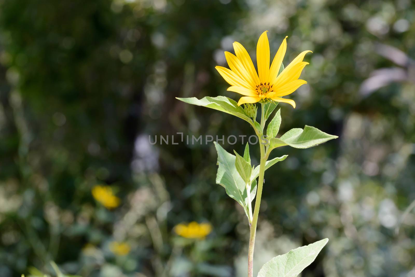 Jerusalem Artichoke Flower by MaxalTamor