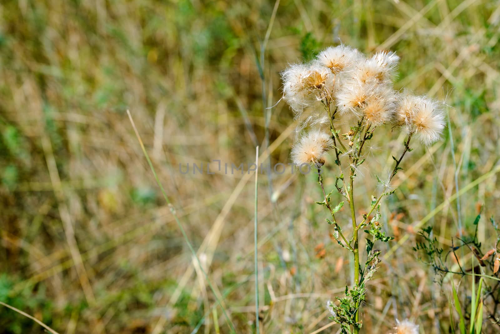 Cirsium Arvense with Pappus by MaxalTamor