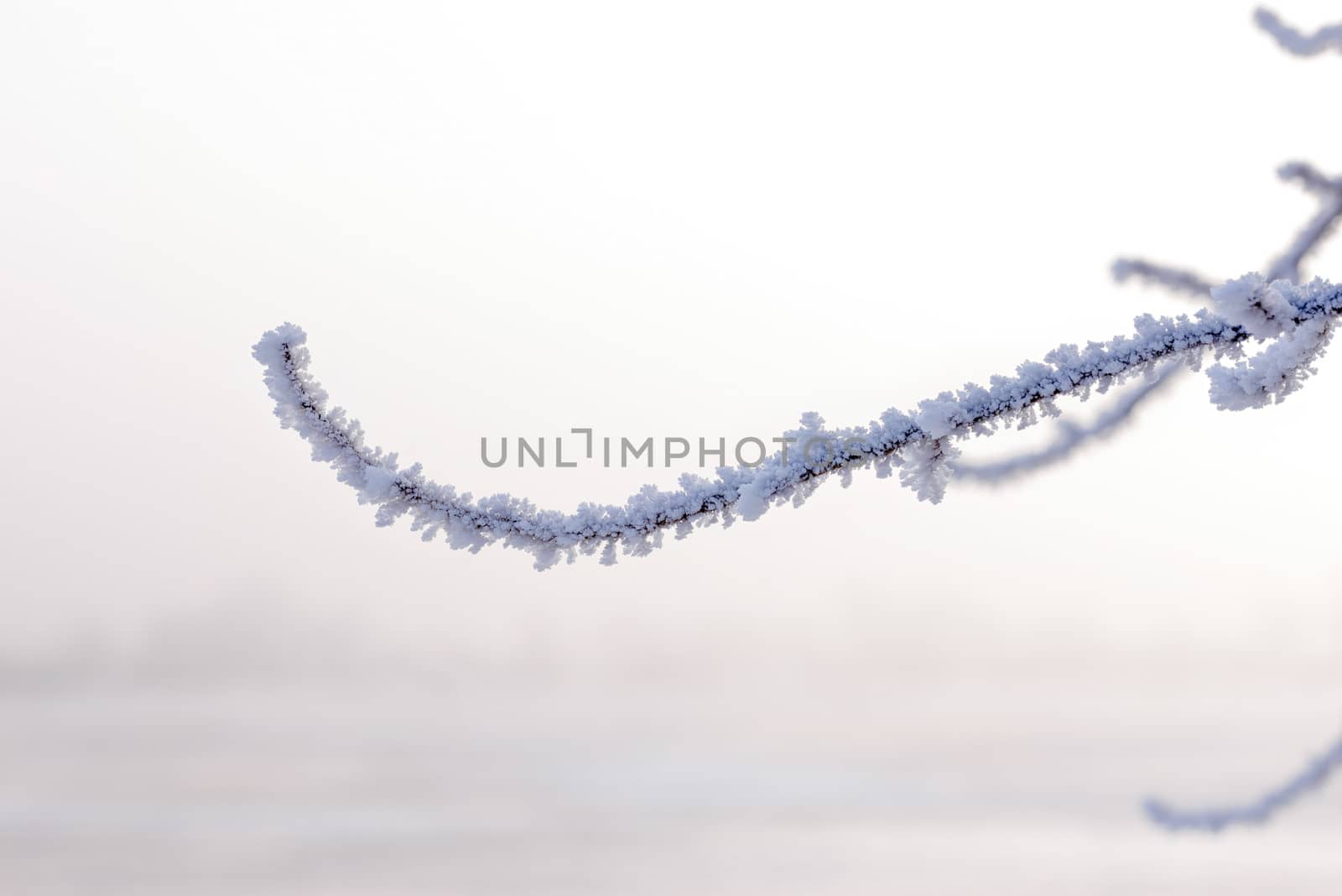 Macro of a twig covered by snow and frost in winter