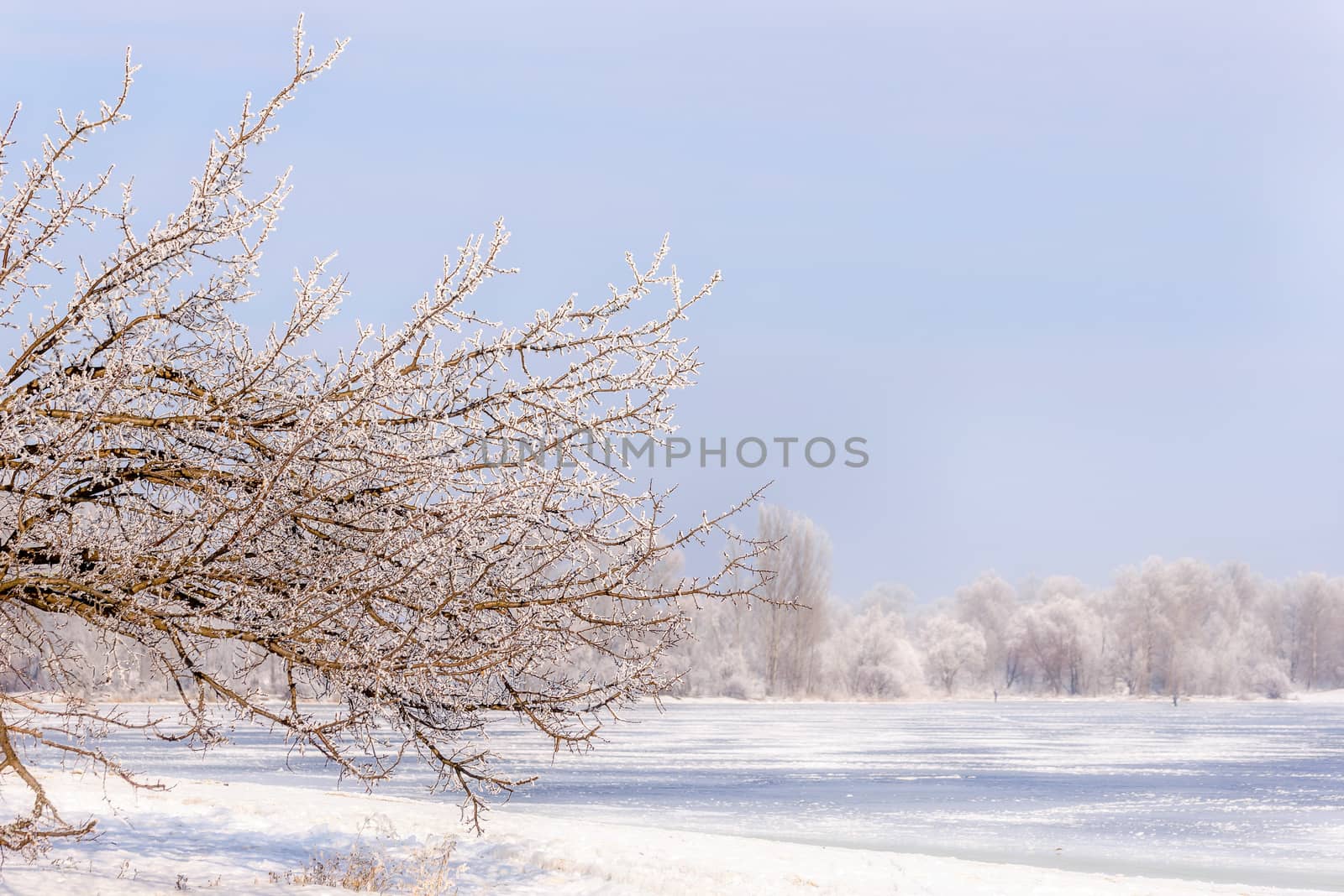 Tree branches covered by snow and frost in winter, close to the Dnieper river in Ukraine