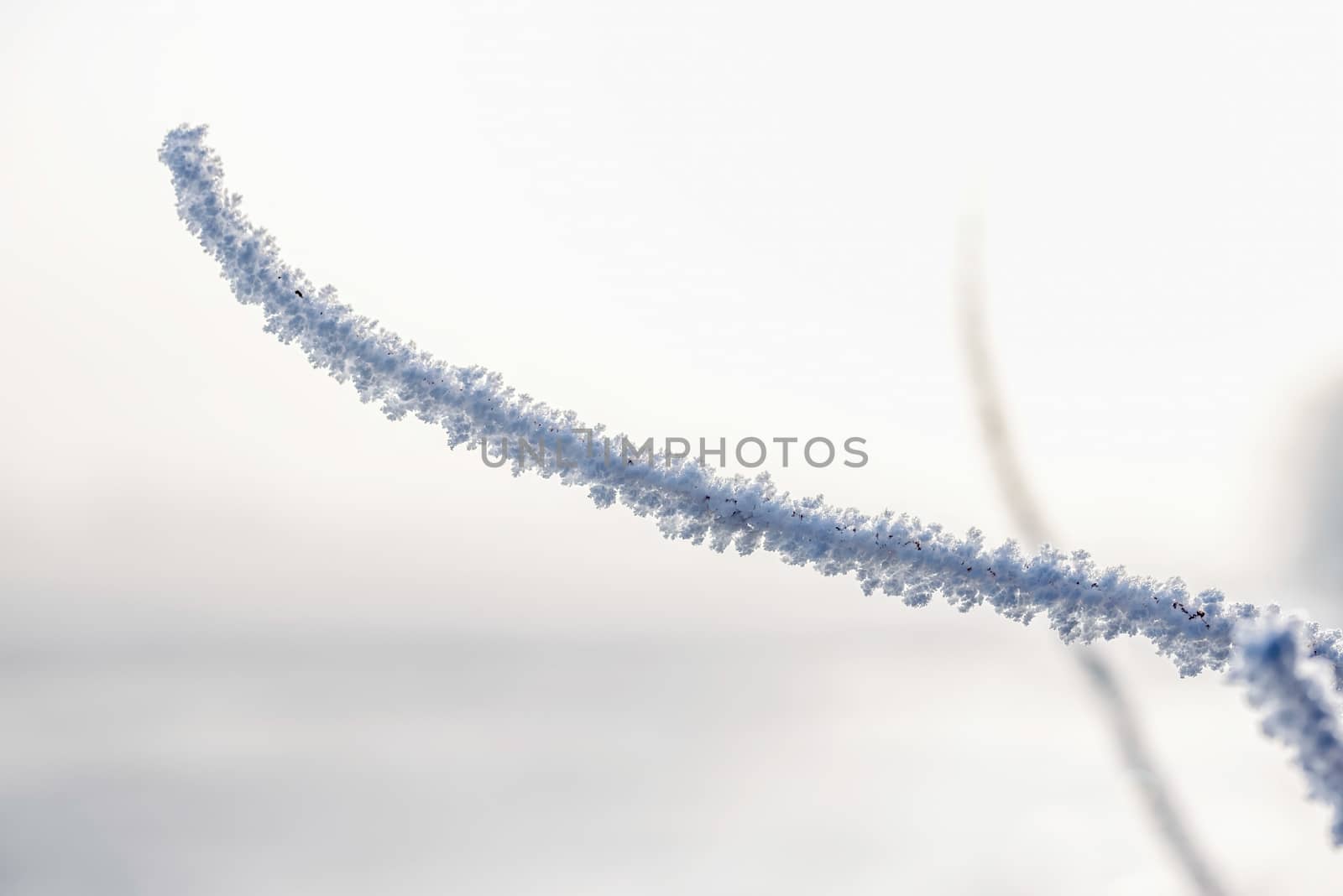 Macro of a twig covered by snow and frost in winter