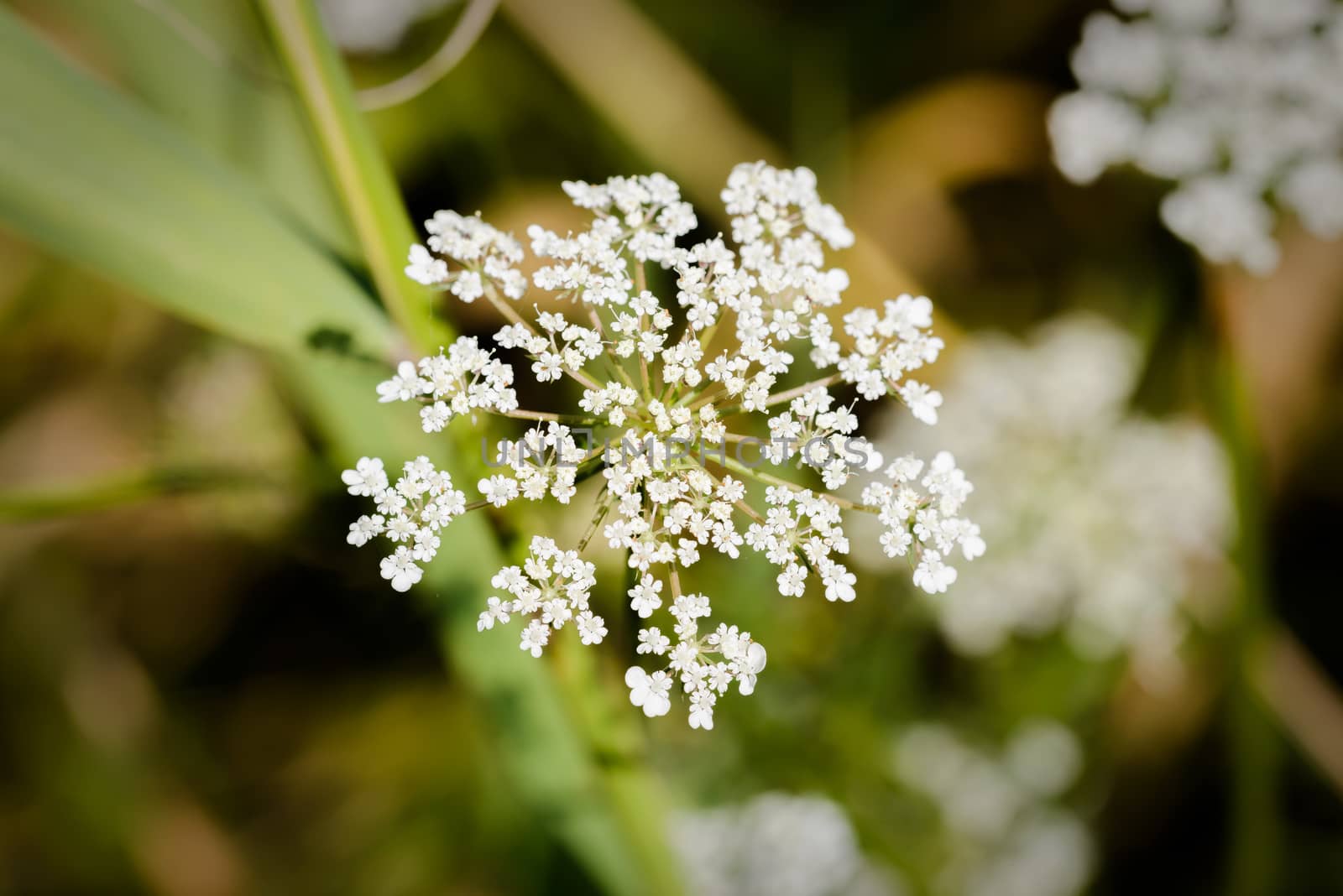 Macro of a white open wild carrot (Daucus Carota) close to a lake in Kiev, Ukraine