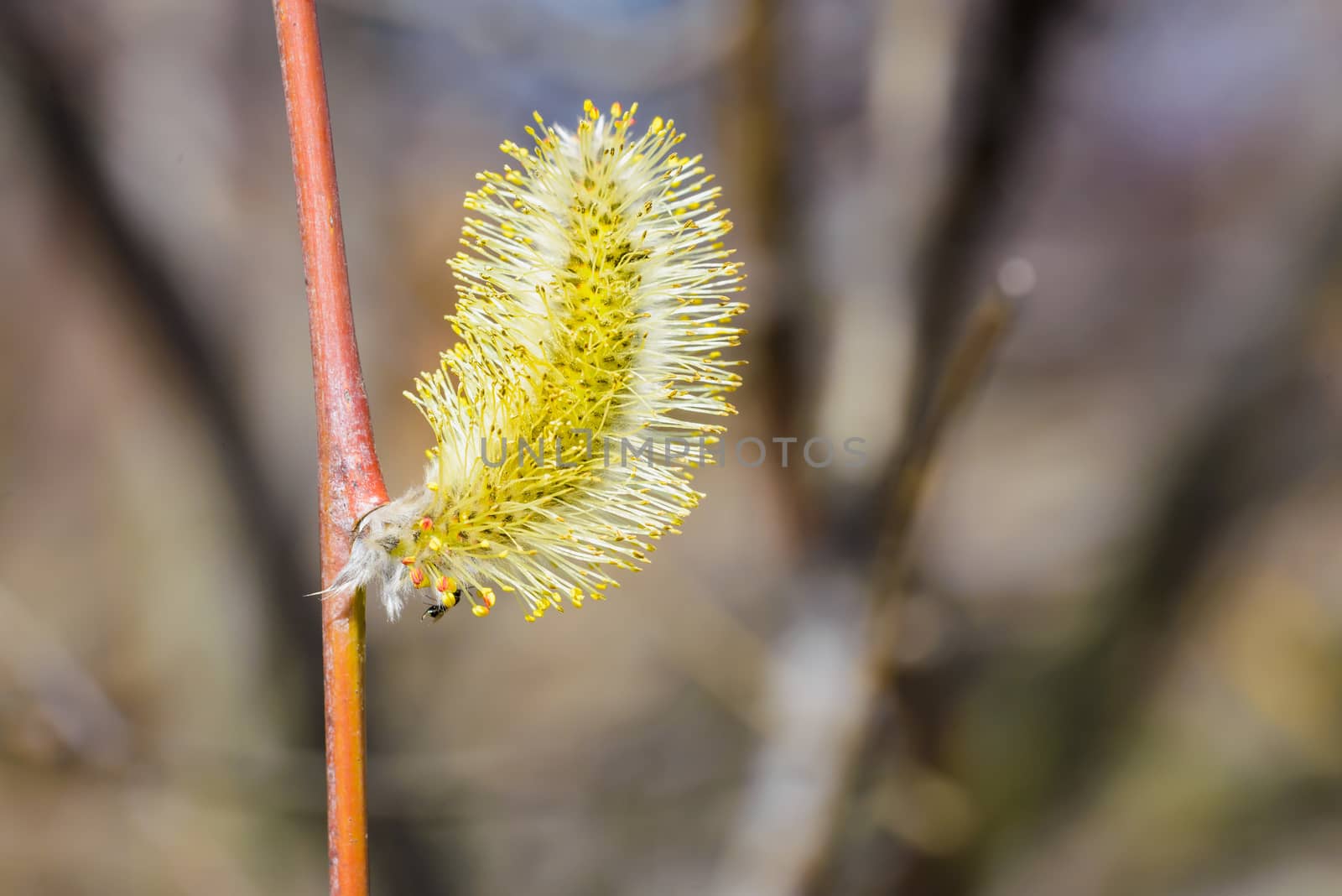 Male catkin willow flower on a tree branch in spring