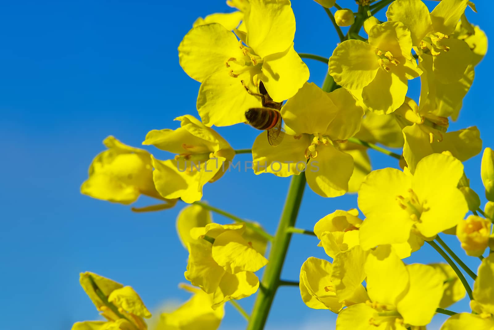 Close- up of rapeseed flowers, Brassica napus. bottom view
