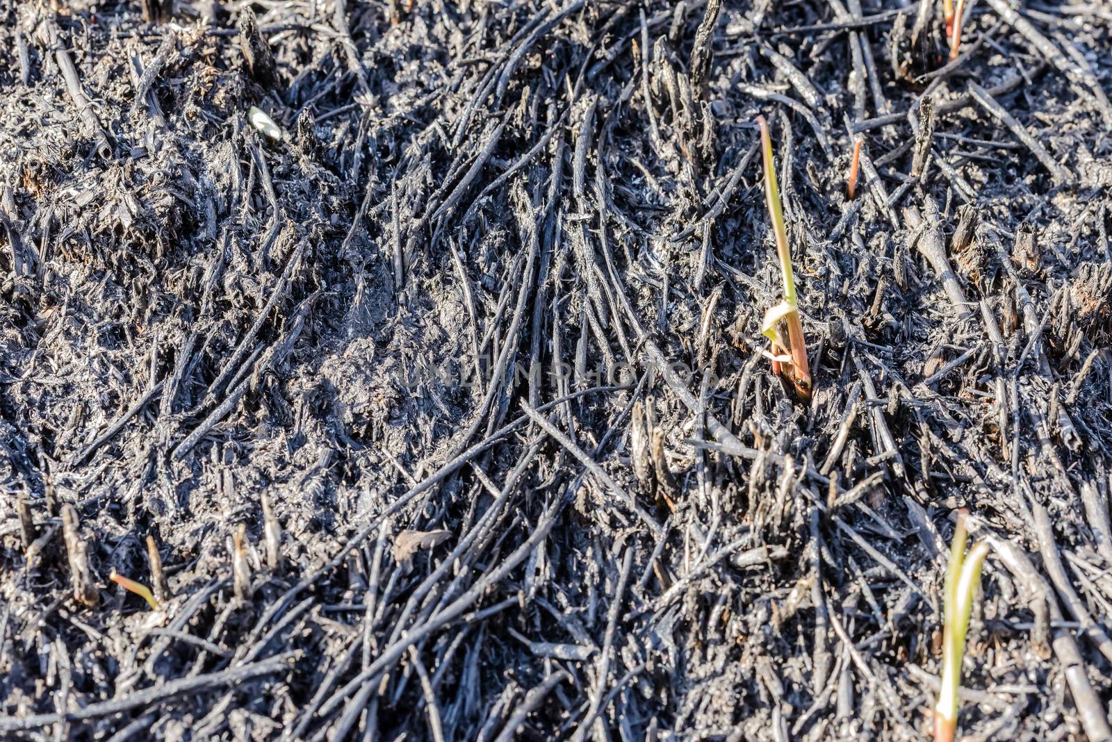 Wasteland after fire consequences: dry ground, tree roots and bushes are burnt and devastated. Young plants are growing up in spring