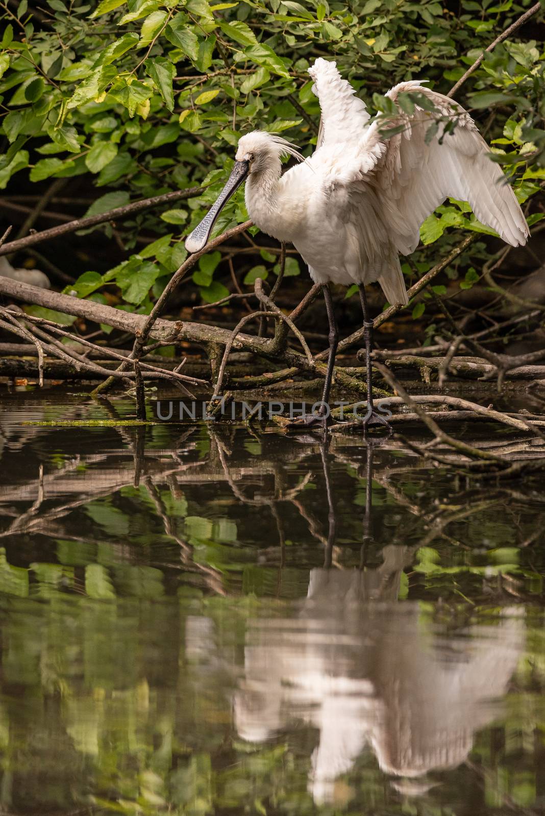 Eurasian common spoonbill opens wings reflected in a pond, image of white bird with large flat beak resting on tree branches