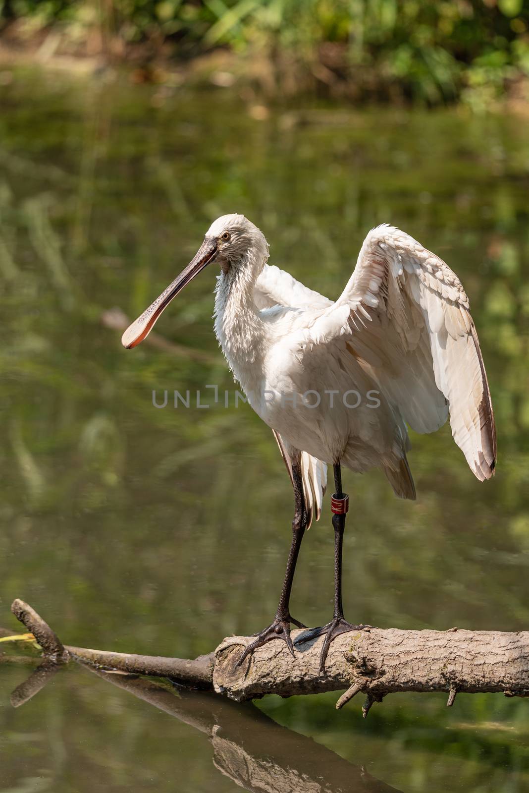 Eurasian common spoonbill opens wings on a tree branch in a pond, image of white bird with large flat beak