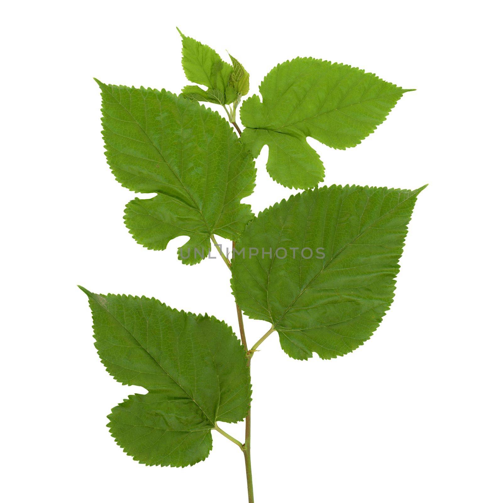 white mulberry tree (Morus alba) leaf isolated over white by claudiodivizia