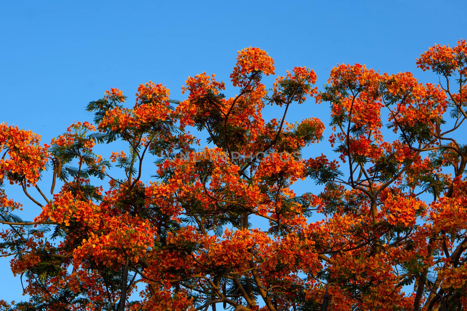 View of Orange Royal Poinciana in blue sky background.