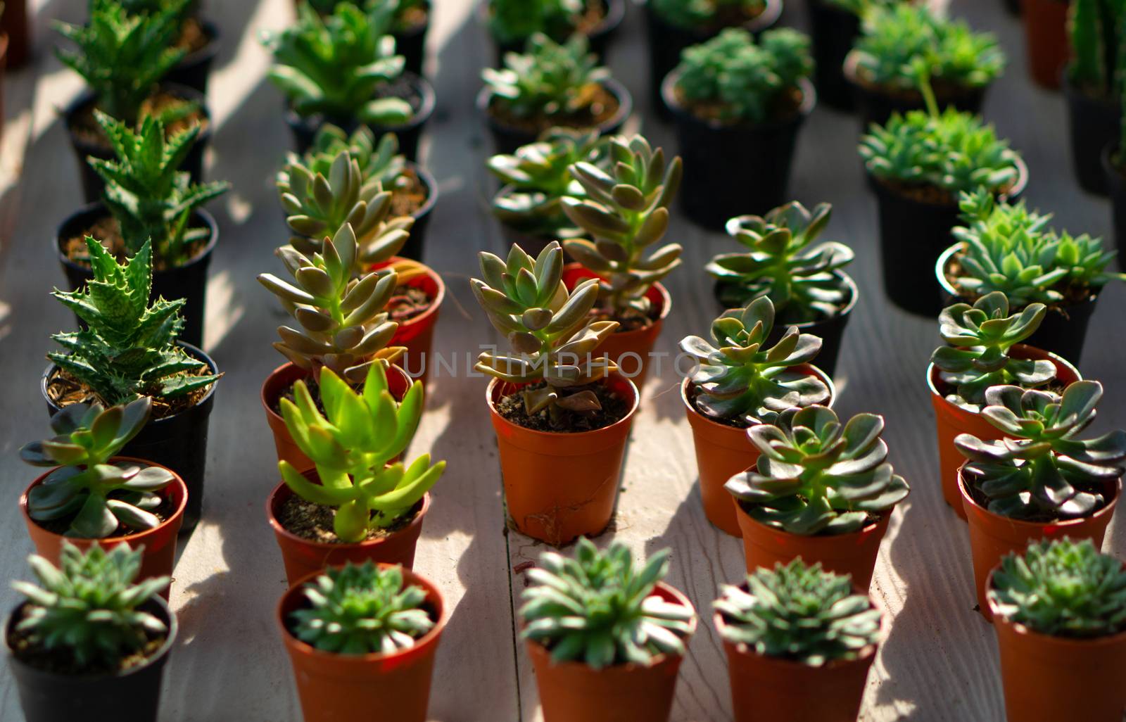 Saplings of succulent plants placed on the tree market
