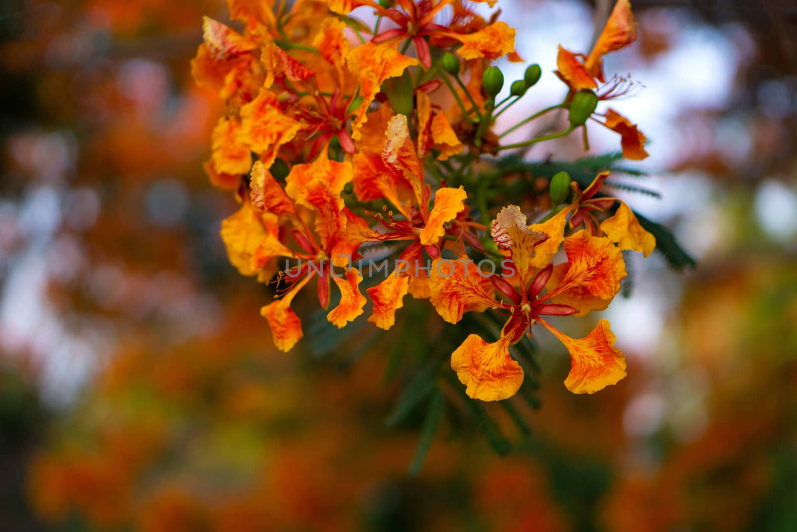Close up of orange Royal Poinciana in blured background
