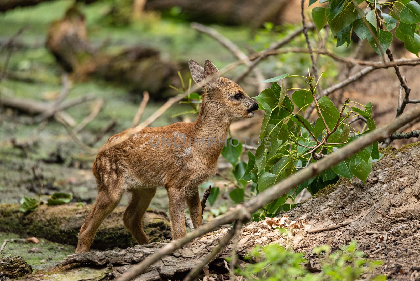 Young roe deer eats leaves from a tree in a wood, very young specimen of European ungulate