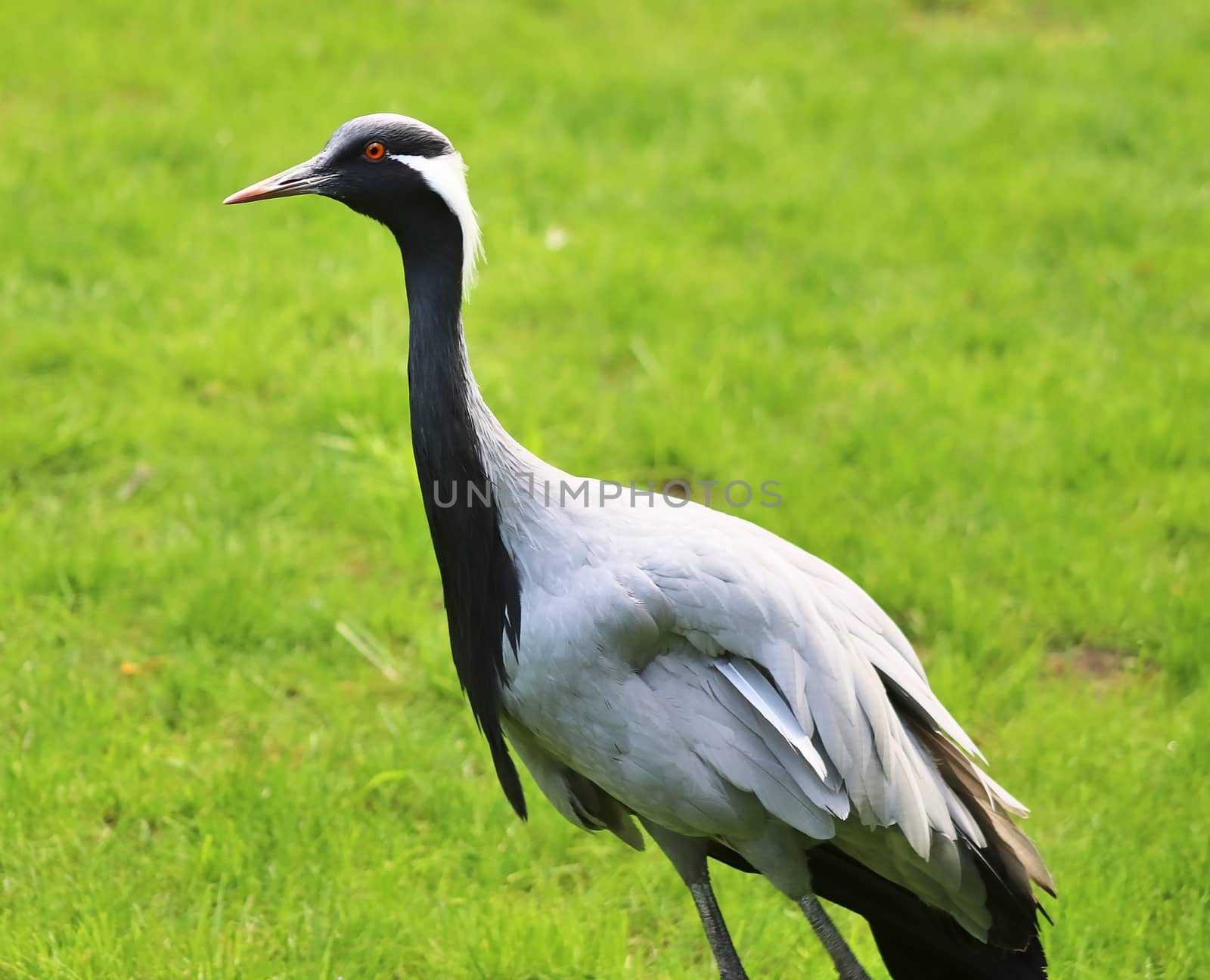 Beautiful crane birds in a detailed close up view on a sunny summer day