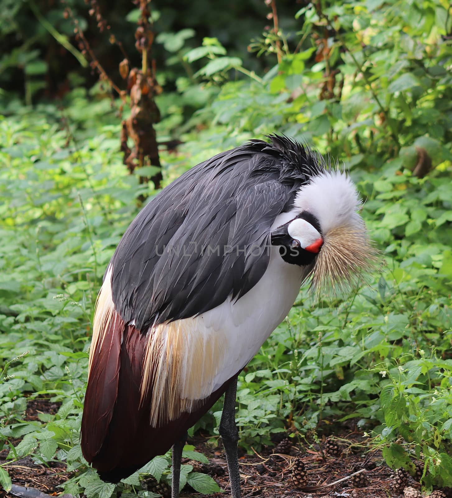 Beautiful crane birds in a detailed close up view on a sunny summer day